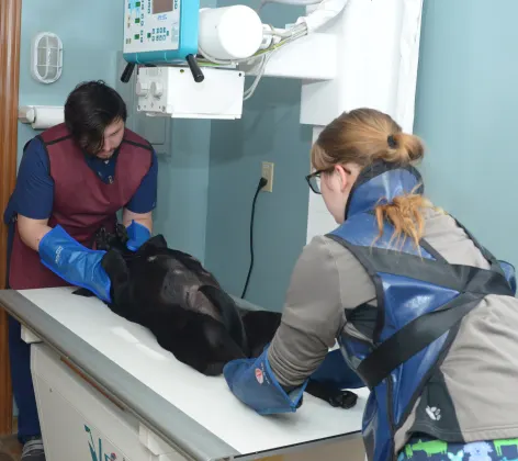 2 veterinarians examine a dog on a table